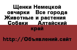 Щенки Немецкой овчарки - Все города Животные и растения » Собаки   . Алтайский край